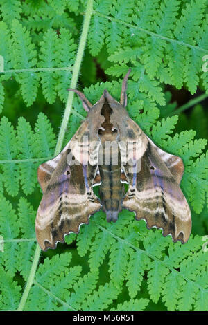 Papillon Sphinx aveugle reposant sur la fougère à Cove Mountain (Nature Conservancy) préserver. Perry Comté (Pennsylvanie). Banque D'Images