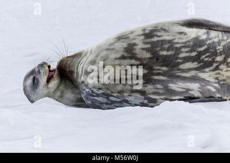 Femelle de Weddell seal pup avec ; Leptonychotes weddellii ; Phocidae ; la moitié de l'île de la lune ; l'Antarctique Banque D'Images