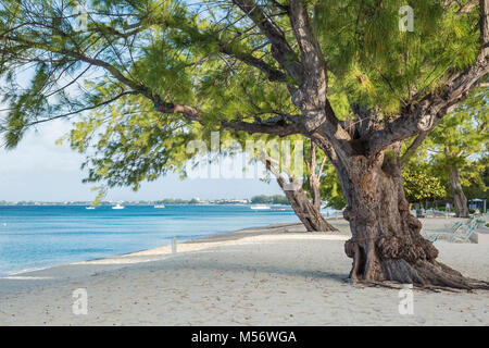 Casuarina puissant des pins sur Seven Mile Beach sur la masse Cayman, îles Caïmans. Banque D'Images