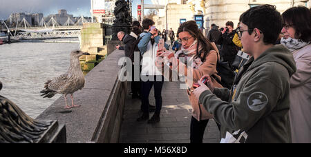 Les gens prennent des photos sur Southbank London de l'une des nombreuses mouettes cette comète cette zone pour récupérer de la nourriture. Banque D'Images