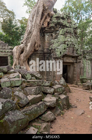 Ta Prohm temple jungle envahie par les arbres, Angkor, Cambodge Banque D'Images
