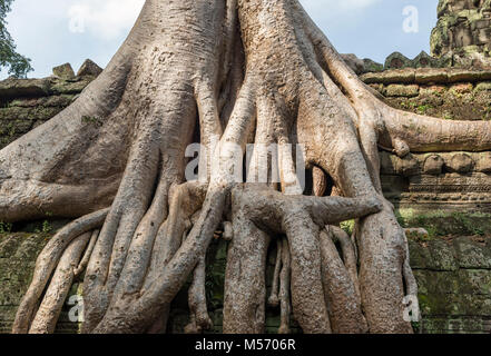 Racines de spung tree à l'deuxième enceinte de Ta Prohm Temple jungle à Angkor, Cambodge Banque D'Images