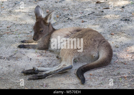 Un jeune kangourou gris de l'Ouest (Macropus fuliginosus) sur l'île de Molloy, près de Augusta, dans l'ouest de l'Australie Banque D'Images