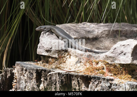 Un scinque du Roi (Egernia kingii) sur l'île de Molloy, dans la rivière Blackwood, Augusta, l'ouest de l'Australie Banque D'Images