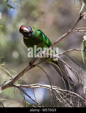 Un perroquet à collier (Barnardius zonarius) sur l'île de Molloy, près de Augusta, dans l'ouest de l'Australie Banque D'Images