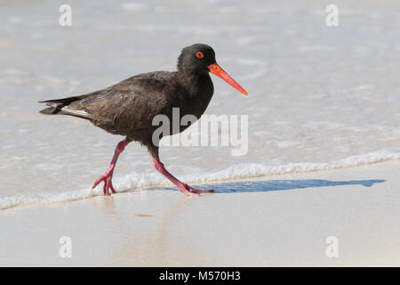 Un huîtrier fuligineux (Haematopus fuliginosus) la recherche de proies le long du rivage à Hamelin Bay, Margaret River, Australie-Occidentale Banque D'Images