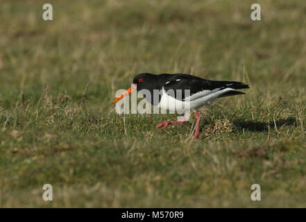 Un huîtrier pie (Haematopus ostralegus) marche dans les champs à la recherche de nourriture sur l'île de Sheppey, Kent, UK. Banque D'Images