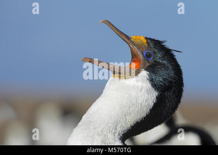 Cormoran de roi Banque D'Images