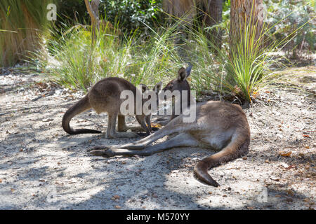 Les kangourous gris de l'Ouest (Macropus fuliginosus) sur l'île de Molloy, près de Augusta, dans l'ouest de l'Australie Banque D'Images