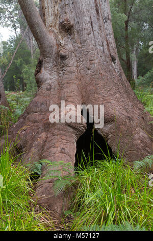 Grand-mère Tingle (autrement connu sous le nom de grand-mère), un picotement picoter rouge arbre dans la Vallée des Géants, près de l'Normalup, dans le sud de l'Australie Occidentale Banque D'Images