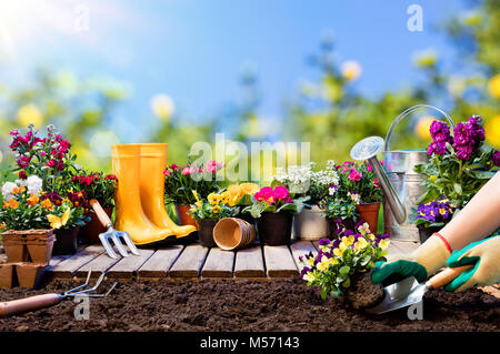 Jardinage - Plantation Jardinier Pansy de pots et d'outils Banque D'Images