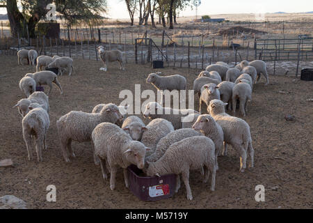 Alimentation mouton mérinos d'un creux dans un kraal sur une ferme du Karoo Banque D'Images