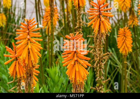 Kniphofia Elvira ou red hot poker 'Elvira' Banque D'Images