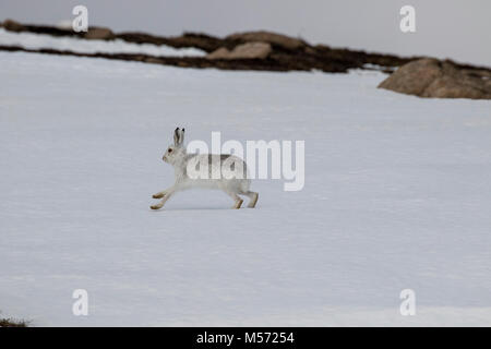 Lièvre, Lepus timidus, en hiver sur les pentes du parc national de Cairngorms, courir, creuser et manger, groupe, individu. Banque D'Images