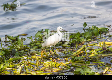 Grande Aigrette de l'est de marcher dans l'eau et chercher des poissons à manger. Banque D'Images