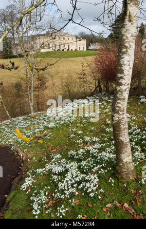 Perce-neige en Painswick Rococo Garden Painswick avec chambre à l'arrière-plan, Gloucestershire, Royaume-Uni Banque D'Images