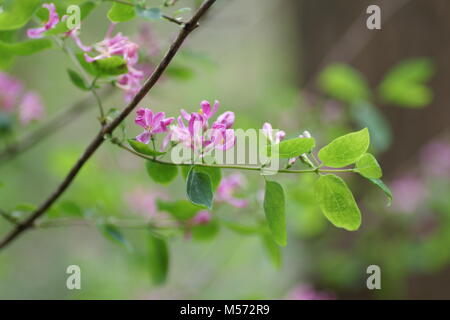 Lonicera tatarica Banque D'Images