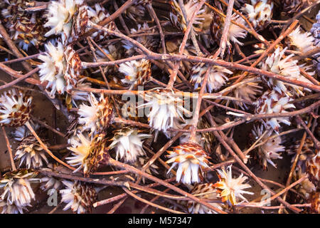 Arbre d'argent de l'Afrique ouvert séché sur un tas de fleurs Décoration florale à sec Banque D'Images