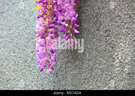 Les fleurs de glycine mauve accrochée à un arbre avec le mur gris pour le fond,Arbre,Fève glycine de Chine,purple Vine Banque D'Images