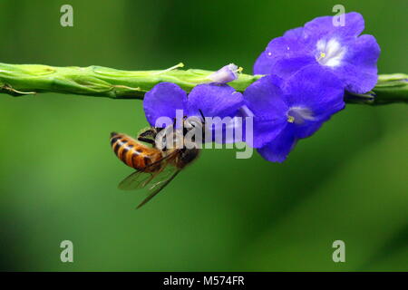 Macro photographie Banque D'Images