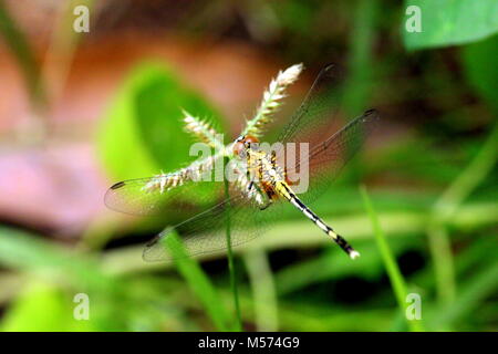 Macro photographie Banque D'Images