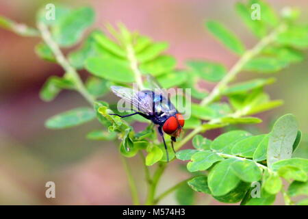 Macro photographie Banque D'Images