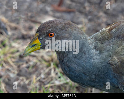 Tribonyx mortierii poule originaire de Tasmanie Tasmanie, Australie. Banque D'Images