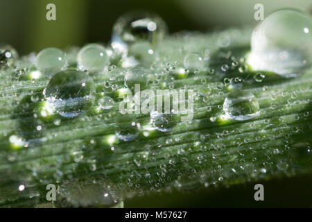 Une goutte, résumé, fond, lumineux, propre, la couleur, la rosée, drop, frais, vert, la feuille, la vie, la lumière, macro, nature, naturel, pluie, printemps, la tige, la texture Banque D'Images