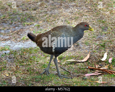 Tribonyx mortierii poule originaire de Tasmanie Tasmanie, Australie. Banque D'Images