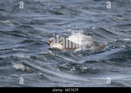 Grand dauphin (Tursiops truncatus) natation / surf dans le Moray Firth, Chanonry Point, Ecosse, Royaume-Uni Banque D'Images