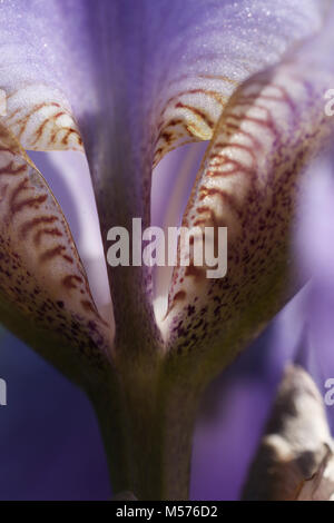 Résumé, fond, beau, beauté, couleur, lumineuse et colorée, de la flore, floral, fleur, Iris, macro, nature, naturel, pétale, plant, violet, l'ombre Banque D'Images