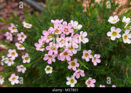 Chamelaucium uncinatum Banque D'Images