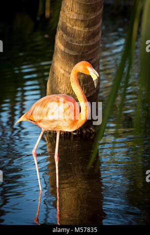 American Flamingo (Phoenicopterus Ruper) dans l étang à Everglades Wonder Garden, Bonita Springs, Florida, USA Banque D'Images