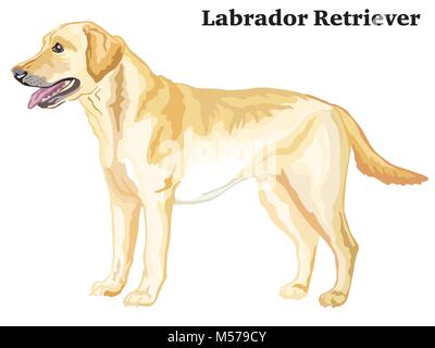 Portrait de l'article profil de chien labrador retriever, vector illustration colorées isolé sur fond blanc Illustration de Vecteur