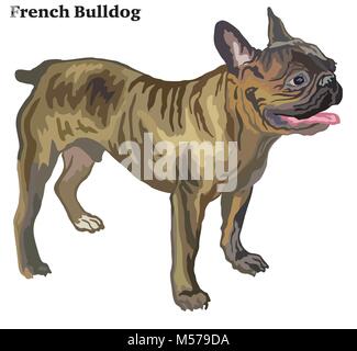 Portrait de l'article profil de chien bouledogue français, vector illustration colorées isolé sur fond blanc Illustration de Vecteur