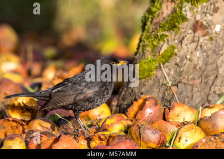 Blackbird, un hiver et les espèces résidentes au Royaume-Uni, se nourrit de fruits dans un jardin accueillant la faune. Jardin d'hiver oiseaux Banque D'Images