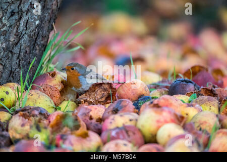 Robin redbreast dans un jardin accueillant la faune. Jardin d'hiver oiseaux Banque D'Images