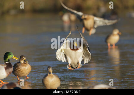 Canard colvert (Anas platyrhynchos) mâle adulte, l'atterrissage sur lac gelé, Leeds, West Yorkshire, Angleterre, Janvier Banque D'Images