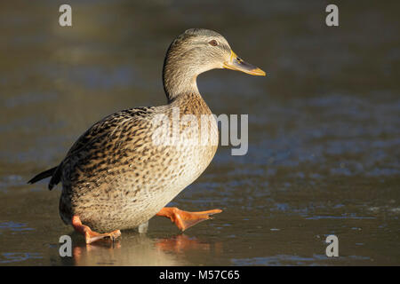 Canard colvert (Anas platyrhynchos) femelle adulte, glissade sur le lac gelé, Leeds, West Yorkshire, Angleterre, Janvier Banque D'Images