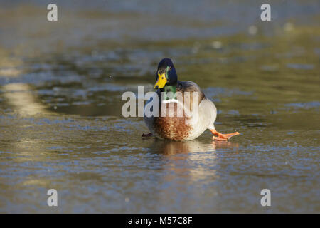 Canard colvert (Anas platyrhynchos) mâle adulte, glisser sur le lac gelé, Leeds, West Yorkshire, Angleterre, Janvier Banque D'Images