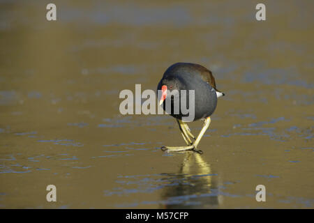 La Gallinule poule-d'eau (Gallinula chloropus) adulte, la marche sur le lac gelé, Leeds, West Yorkshire, Angleterre, Janvier Banque D'Images