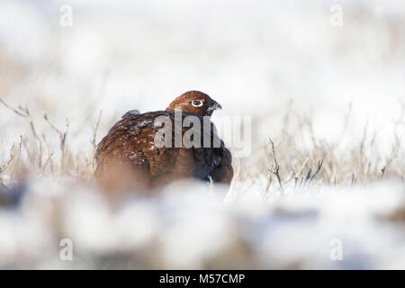 Lagopède des saules (Lagopus lagopus scoticus) mâle adulte, dans la neige, des landes de bruyère, de l'habitat Swaledale, Yorkshire Dales N.P., North Yorkshire, Angleterre Banque D'Images