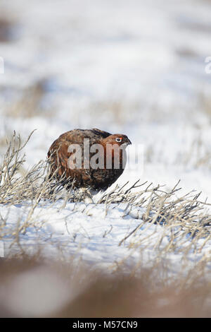 Lagopède des saules (Lagopus lagopus scoticus) mâle adulte, dans la neige, des landes de bruyère, de l'habitat Swaledale, Yorkshire Dales N.P., North Yorkshire, Angleterre Banque D'Images