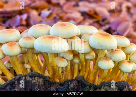 Champignons sur souche d'arbre jaune Banque D'Images