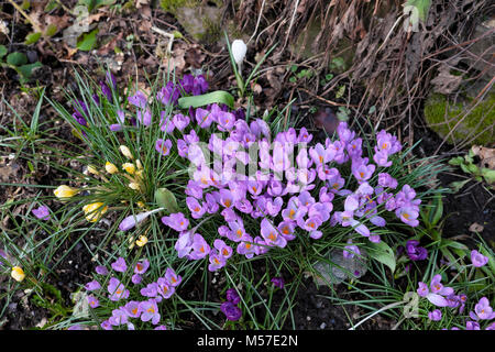 Violet et jaune crocus en fleur dans un petit jardin Pays de Galles en février Carmarthenshire, UK KATHY DEWITT Banque D'Images