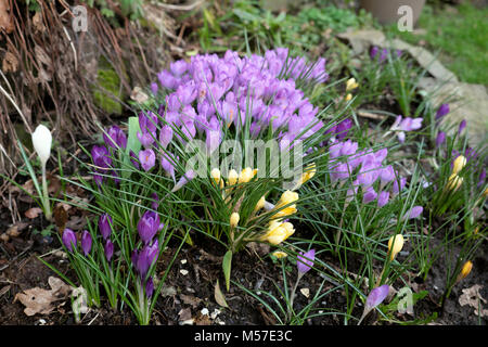 Violet et jaune crocus en fleur dans un petit jardin Pays de Galles en février Carmarthenshire, UK KATHY DEWITT Banque D'Images