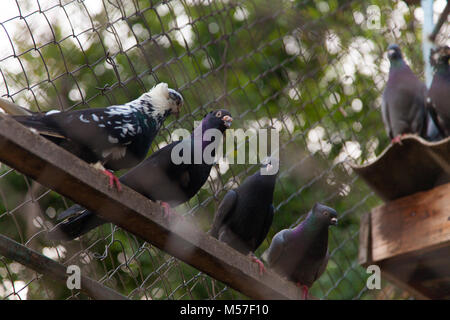 Les pigeons perché en ligne sur la clôture.Les pigeons de fond. Banque D'Images