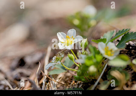 La floraison des plantes de fraises sauvages sur le bord de la forêt. Banque D'Images