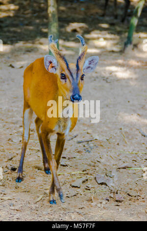 Deer Barking, ou rouge en Muntjac nom commun ou Muntiacus muntjak dans nom scientifique au parc national Banque D'Images