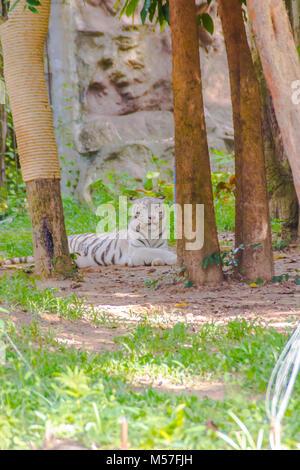 Le tigre blanc ou tigre blanchie est une variante de la pigmentation du tigre du Bengale, qui est rapporté à l'état sauvage de temps en temps dans les états indiens Banque D'Images